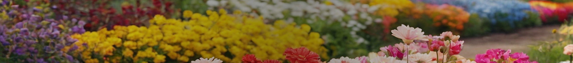 Diffuseurs d'huiles essentielles